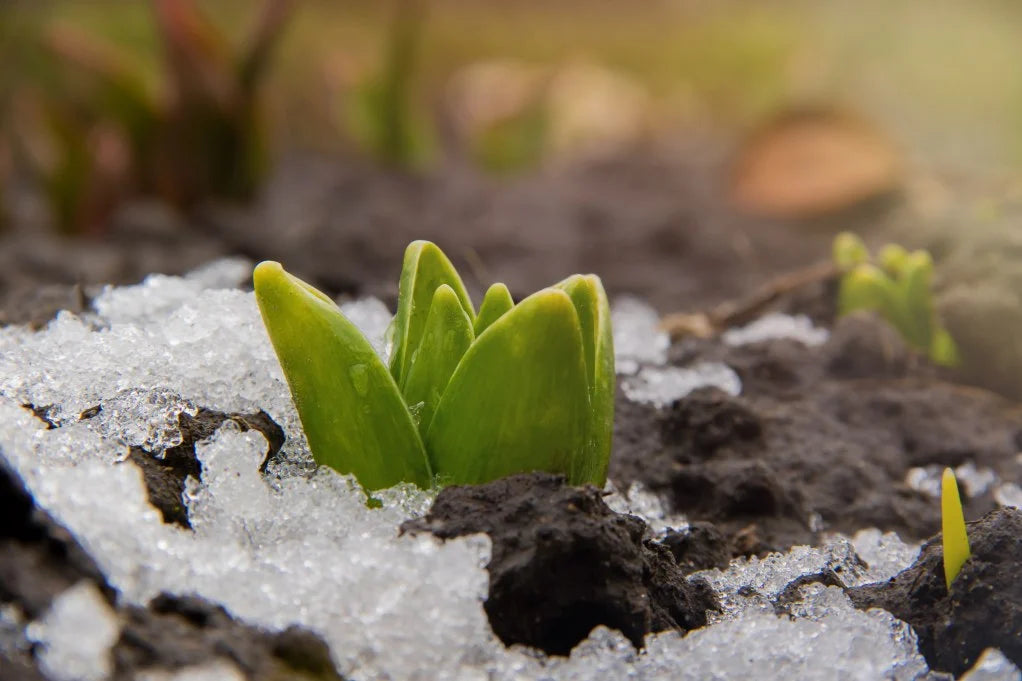 New sprouts covered in snow.